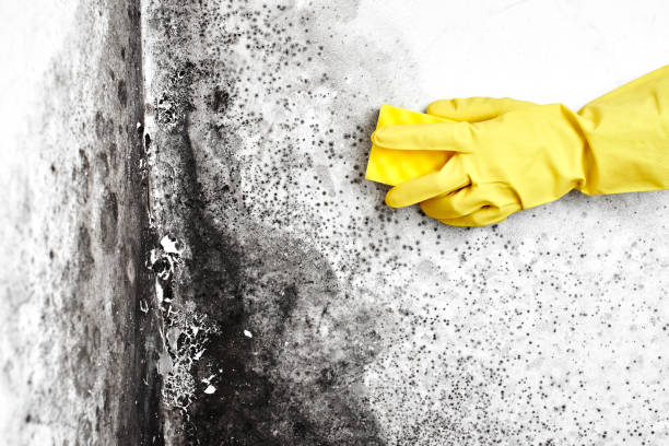 Best Commercial Mold Inspection  in Manson, WA