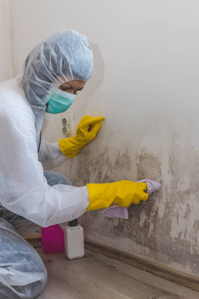 Best Attic Mold Removal  in Manson, WA
